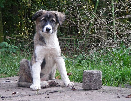 Chien Ttcz7h4g